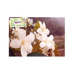 TAIWÁN (2009). Flores Tung (3)- violeta. Tarjeta máxima (078) B