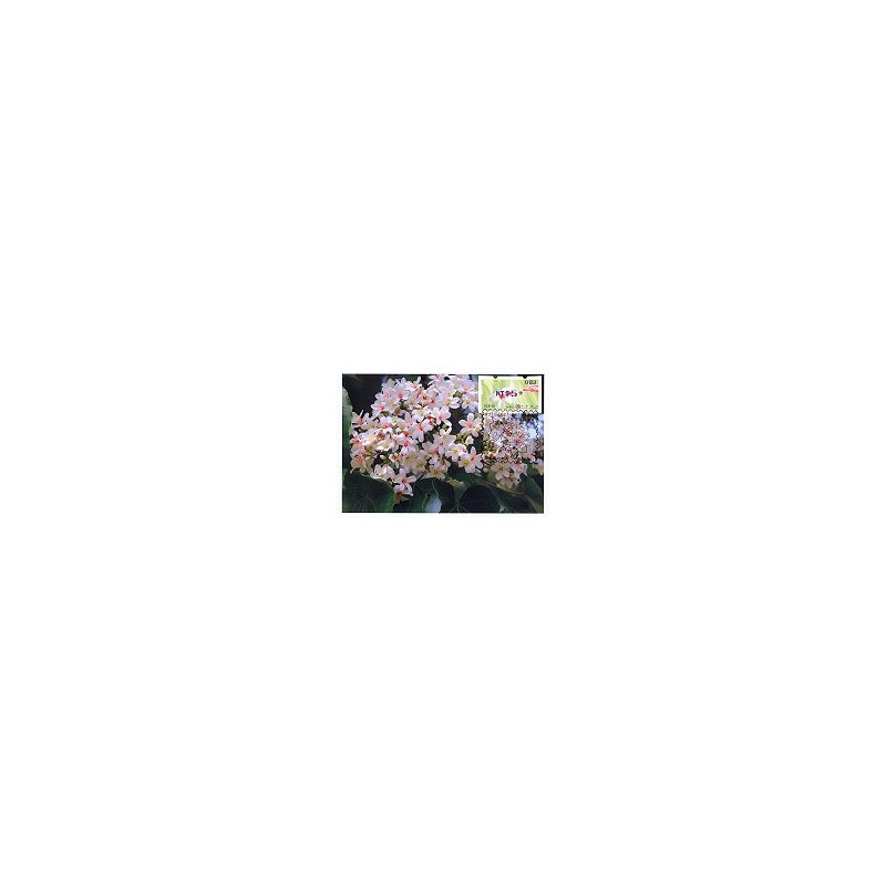 TAIWÁN (2009). Flores Tung (3)- violeta. Tarjeta máxima (082) 1*