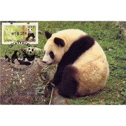TAIWÁN (2010). Osos panda - violeta. Tarjeta máxima (077) *