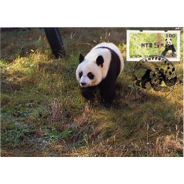 TAIWÁN (2010). Osos panda - violeta. Tarjeta máxima (100) *