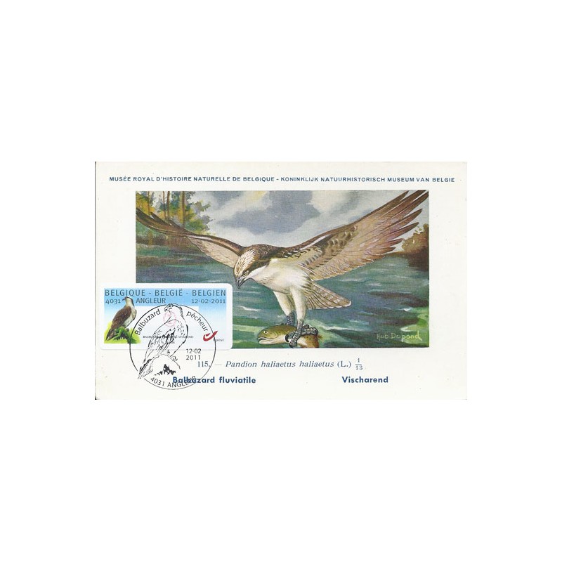 BÉLGICA (2011). Aguila pescadora - Angleur. Tarjeta máxima