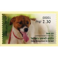 2016.03. Dog Adoption in Israel (3) - Bob - Central Israel