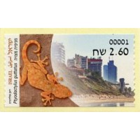 2022. 02. Animals in urban area (2) - Ptyodactylus guttatus (Sinai Fan-fingered gecko)