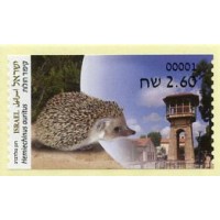 2022. 07. Animals in urban area (7) - Hemiechinus auritus (Long-eared Hedgehog)