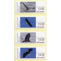 2023. Águilas de cola blanca en Groenlandia